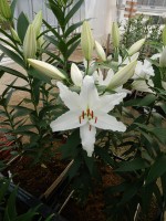 [5302 Ice Dreamer No02.JPG]